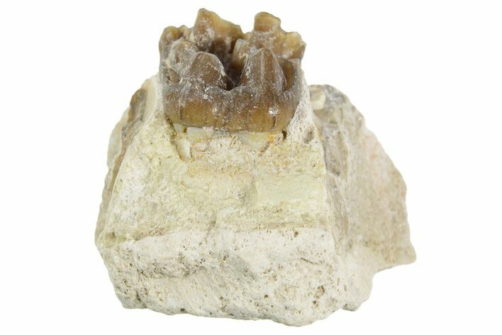 Fossil Horse (Mesohippus) Jaw Section - South Dakota #365222